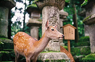 日本遊學